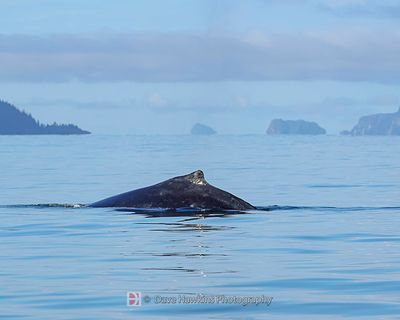 HUMPBACK WHALE