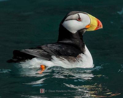 HORNED PUFFIN