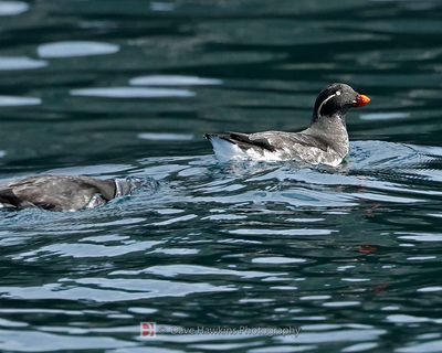 PARAKEET AUKLET