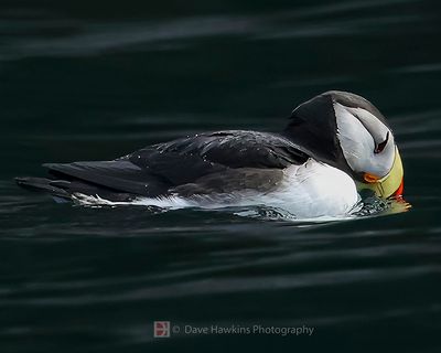 HORNED PUFFIN