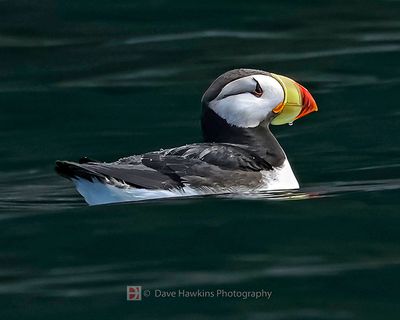 HORNED PUFFIN