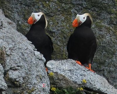 ALASKA