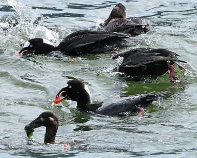 SURF SCOTER