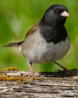 DARK-EYED JUNCO ♂ ( Oregon Form)