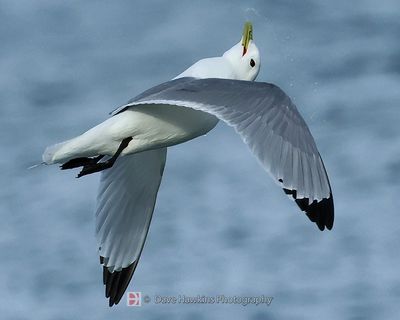 BLACK-LEGGED KITTIWAKE (shaking to dry off)