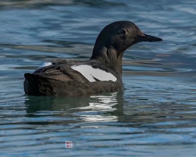 BLACK GUILLEMOT