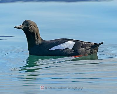 BLACK GUILLEMOT