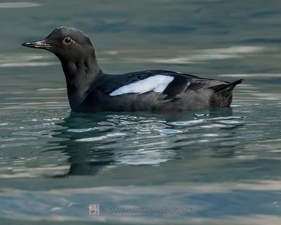 BLACK GUILLEMOT