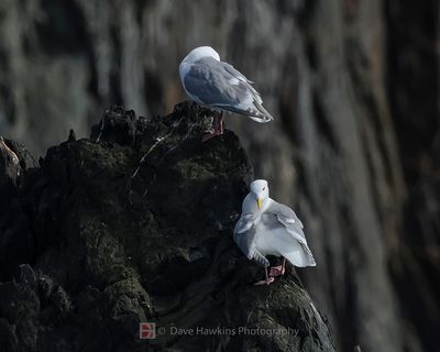 GLAUCOUS-WINGED GULL