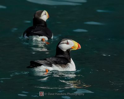 HORNED PUFFIN