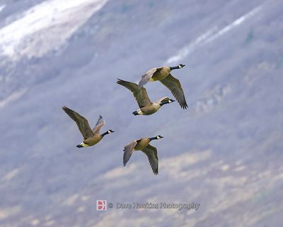 CANADA GEESE against Alaska's Snow-capped Mountains