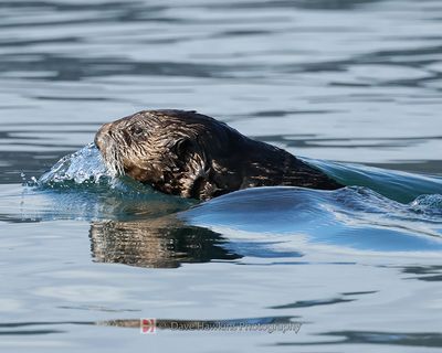 SEA OTTER