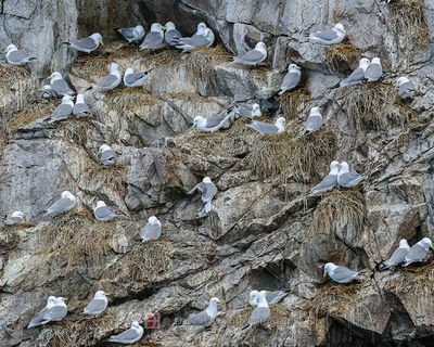 GLAUCOUS-WINGED GULL breeding ground