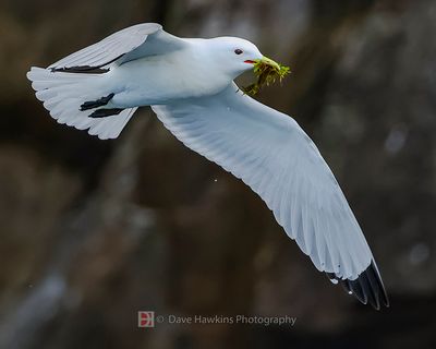 GLAUCOUS-WINGED GULL