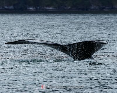 HUMPBACK WHALE