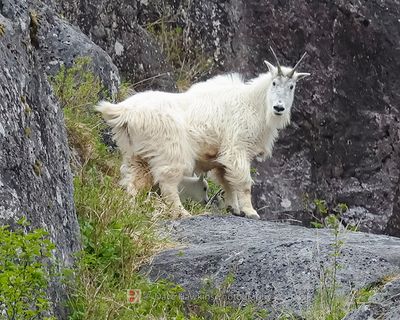 ALASKA