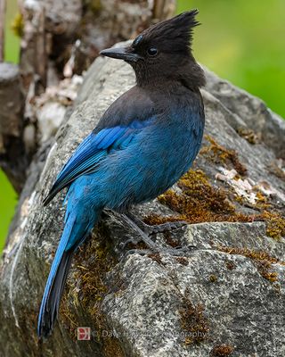 STELLAR'S JAY