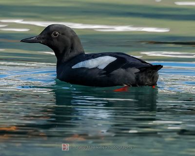 BLACK GUILLEMOT