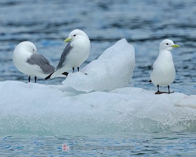 BLACK-LEGGED KITTIWAKE