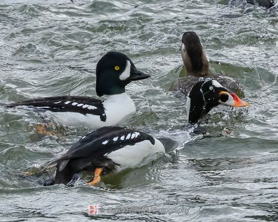 BARROW'S GOLDENEYE
