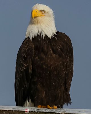 ALASKA
