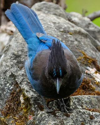 STELLER'S JAY