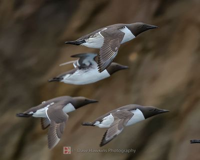 ALASKA