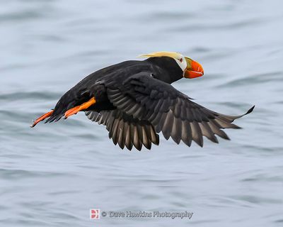 TUFTED PUFFIN