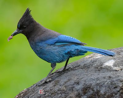 STELLER'S JAY