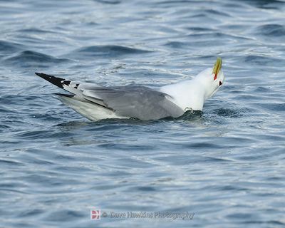 BLACK-LEGGED KITTIWAKE
