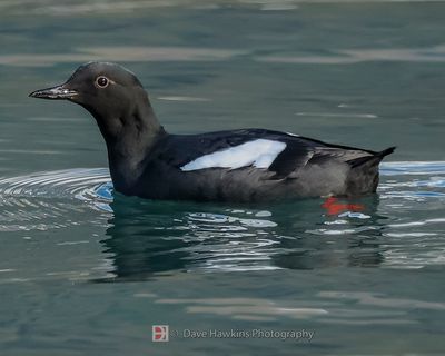 BLACK GUILLEMOT