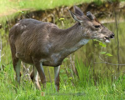 MAMMALS