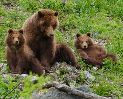 MAMMALS