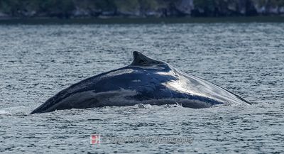 HUMPBACK WHALE