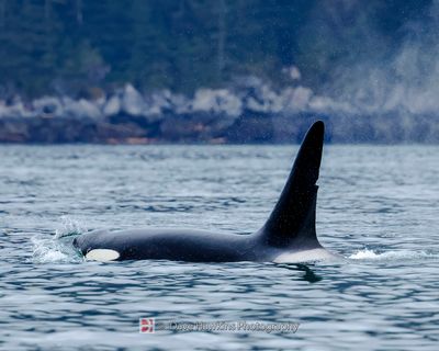 CETACEANS