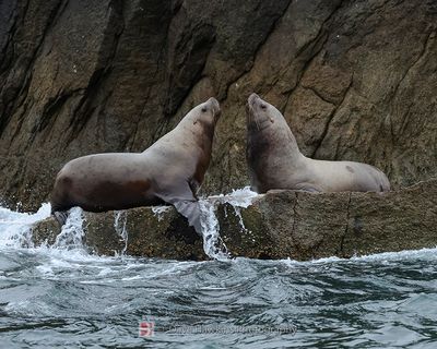 PINNIPEDS