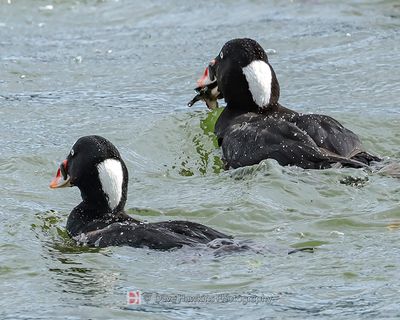 SURF SCOTERS