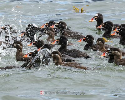 SURF SCOTERS