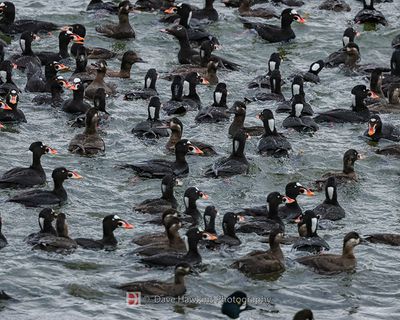 SURF SCOTER
