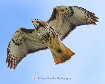 RED-TAILED HAWK