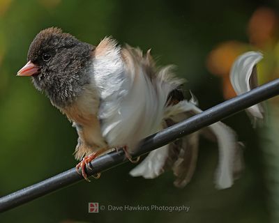 DARK-EYED JUNCO ♂ (Oregon Form)