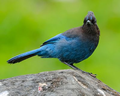 STELLAR'S JAY