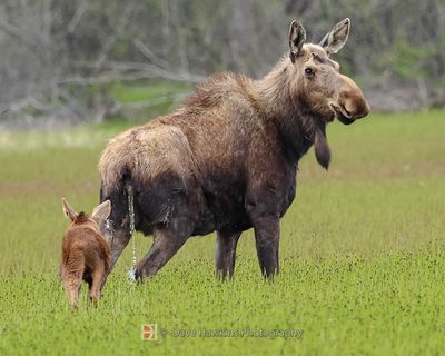 ALASKAN MOOSE AND CALF