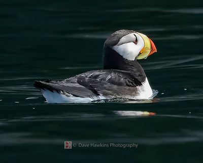 ALASKA