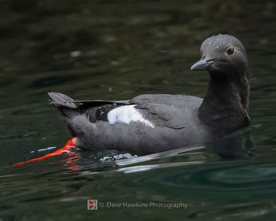PIGEON GUILLEMOT