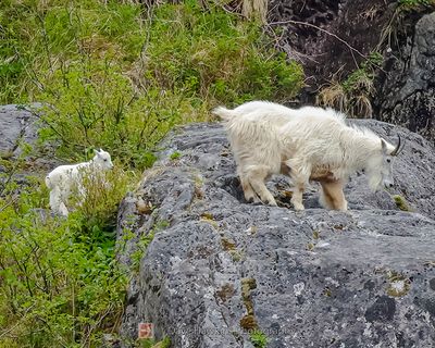 ALASKA