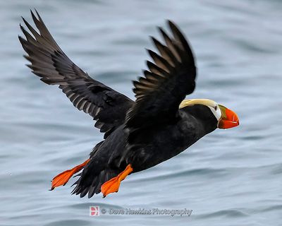 TUFTED PUFFIN