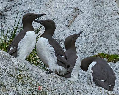 COMMON MURRE