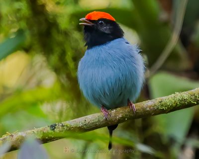 SWALLOW-TAILED MANAKIN