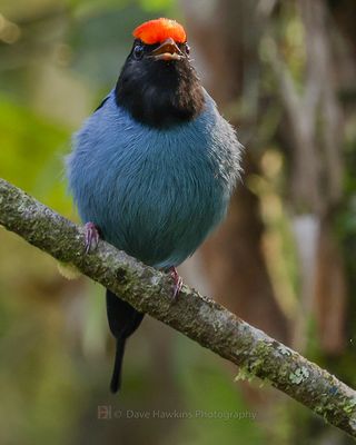 SWALLOW-TAILED MANAKIN